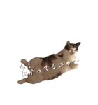 ネコぽん_J2（個別スタンプ：12）