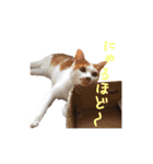 ネコぽん_J2（個別スタンプ：14）