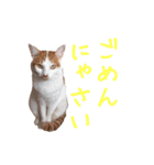 ネコぽん_J2（個別スタンプ：16）
