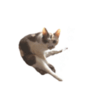 ネコぽん_J2（個別スタンプ：17）