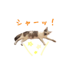 ネコぽん_J2（個別スタンプ：20）