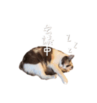 ネコぽん_J2（個別スタンプ：26）