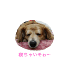 ミニチュアダックスフンド日常（個別スタンプ：3）
