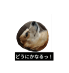 ミニチュアダックスフンド日常（個別スタンプ：5）