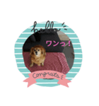 ミニチュアダックスフンド日常（個別スタンプ：8）