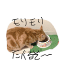ぽてとちっぷ。（個別スタンプ：5）