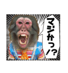 サル劇場のおさるスタンプ（個別スタンプ：12）