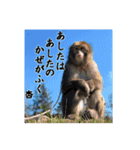 サル劇場のおさるスタンプ（個別スタンプ：17）