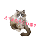 猫ときどき犬とチンチラPart1（個別スタンプ：3）