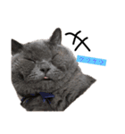 猫ときどき犬とチンチラPart1（個別スタンプ：4）