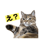 猫ときどき犬とチンチラPart1（個別スタンプ：5）