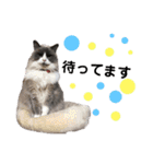猫ときどき犬とチンチラPart1（個別スタンプ：7）