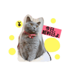 猫ときどき犬とチンチラPart1（個別スタンプ：8）