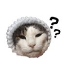 猫ときどき犬とチンチラPart1（個別スタンプ：12）