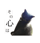 猫ときどき犬とチンチラPart1（個別スタンプ：13）