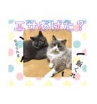 猫ときどき犬とチンチラPart1（個別スタンプ：15）
