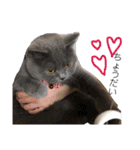 猫ときどき犬とチンチラPart1（個別スタンプ：16）