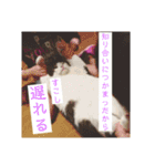 猫ときどき犬とチンチラPart1（個別スタンプ：17）