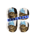猫ときどき犬とチンチラPart1（個別スタンプ：18）