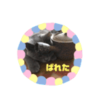 猫ときどき犬とチンチラPart1（個別スタンプ：19）