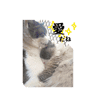猫ときどき犬とチンチラPart1（個別スタンプ：20）