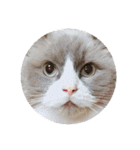 猫ときどき犬とチンチラPart1（個別スタンプ：21）