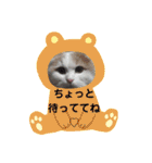 にゃんスタ☆スコ（個別スタンプ：1）