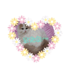 にゃんスタ☆スコ（個別スタンプ：3）