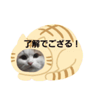 にゃんスタ☆スコ（個別スタンプ：4）