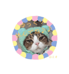 にゃんスタ☆スコ（個別スタンプ：12）