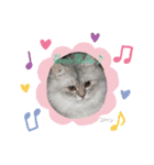 にゃんスタ☆スコ（個別スタンプ：13）