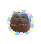 にゃんスタ☆スコ（個別スタンプ：27）