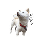 愛犬はる（個別スタンプ：1）
