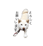 愛犬はる（個別スタンプ：2）