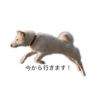 愛犬はる（個別スタンプ：3）