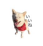 愛犬はる（個別スタンプ：4）