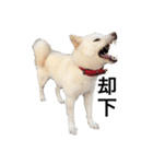 愛犬はる（個別スタンプ：5）