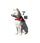 愛犬はる（個別スタンプ：6）