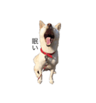 愛犬はる（個別スタンプ：7）