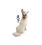 愛犬はる（個別スタンプ：9）