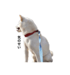 愛犬はる（個別スタンプ：10）