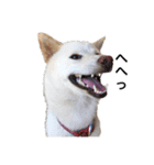 愛犬はる（個別スタンプ：11）