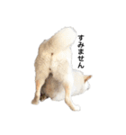 愛犬はる（個別スタンプ：12）