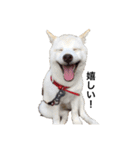 愛犬はる（個別スタンプ：13）