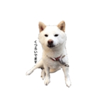 愛犬はる（個別スタンプ：14）