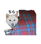 愛犬はる（個別スタンプ：15）