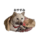 愛犬はる（個別スタンプ：16）