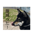 黒柴マメテツ（個別スタンプ：1）