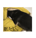 黒柴マメテツ（個別スタンプ：2）