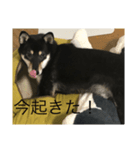 黒柴マメテツ（個別スタンプ：3）